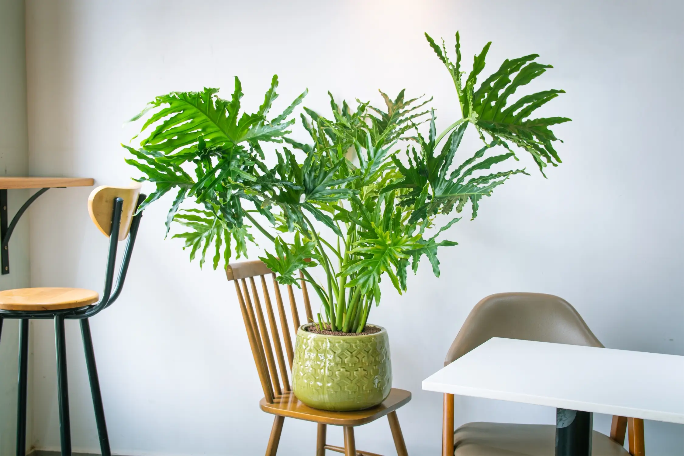 Philodendron Hope Plant